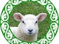 Sheep150